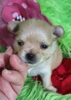 AKC Reba, a female Chihuahua for sale in Emory, TX – Photo 1 of 10