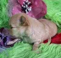 AKC Reba, a female Chihuahua for sale in Emory, TX – Photo 4 of 10