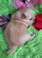 AKC Reba, a female Chihuahua for sale in Emory, TX – Photo 5 of 10