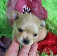 AKC Reba, a female Chihuahua for sale in Emory, TX – Photo 7 of 10