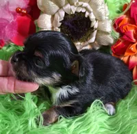 AKC Tyler LC, a male Chihuahua for sale in Emory, TX – Photo 6 of 9