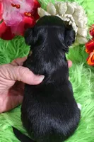 AKC Tyler LC, a male Chihuahua for sale in Emory, TX – Photo 5 of 9