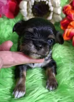 AKC Tyler LC, a male Chihuahua for sale in Emory, TX – Photo 1 of 9