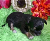 AKC Tyler LC, a male Chihuahua for sale in Emory, TX – Photo 9 of 9
