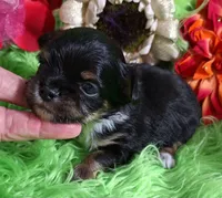 AKC Tyler LC, a male Chihuahua for sale in Emory, TX – Photo 4 of 9