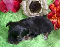 AKC Tyler LC, a male Chihuahua for sale in Emory, TX – Photo 2 of 9