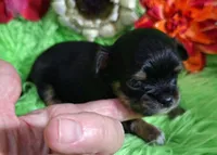 AKC Tyler LC, a male Chihuahua for sale in Emory, TX – Photo 7 of 9