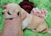 AKC Claire, a female Chihuahua for sale in Emory, TX – Photo 2 of 9