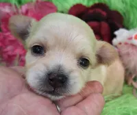 AKC Claire, a female Chihuahua for sale in Emory, TX – Photo 9 of 9