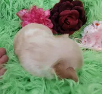 AKC Claire, a female Chihuahua for sale in Emory, TX – Photo 3 of 9