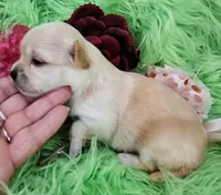 AKC Claire, a female Chihuahua for sale in Emory, TX – Photo 5 of 9