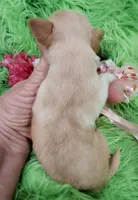 AKC Claire, a female Chihuahua for sale in Emory, TX – Photo 7 of 9