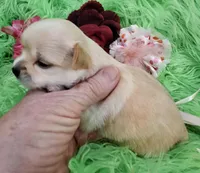 AKC Claire, a female Chihuahua for sale in Emory, TX – Photo 8 of 9