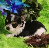 Tonka, a male Chorkie for sale in Emory, TX – Photo 5 of 9