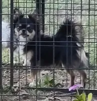 Tonka, a male Chorkie for sale in Emory, TX – Photo 9 of 9