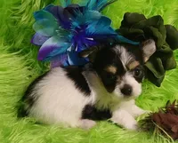 Tonka, a male Chorkie for sale in Emory, TX – Photo 4 of 9