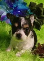 Tonka, a male Chorkie for sale in Emory, TX – Photo 2 of 9