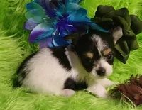 Tonka, a male Chorkie for sale in Emory, TX – Photo 6 of 9
