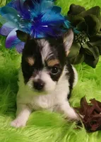 Tonka, a male Chorkie for sale in Emory, TX – Photo 3 of 9