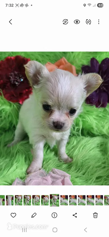 AKC Destiny, a female Chihuahua for sale in Emory, TX – Photo 1 of 8