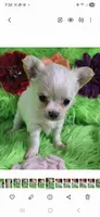 AKC Destiny, a female Chihuahua for sale in Emory, TX – Photo 1 of 8