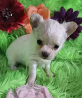 AKC Destiny, a female Chihuahua for sale in Emory, TX – Photo 7 of 8