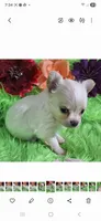 AKC Destiny, a female Chihuahua for sale in Emory, TX – Photo 8 of 8
