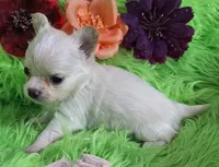 AKC Destiny, a female Chihuahua for sale in Emory, TX – Photo 2 of 8