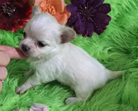 AKC Destiny, a female Chihuahua for sale in Emory, TX – Photo 3 of 8