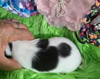 AKC Minnie, a female Chihuahua for sale in Emory, TX – Photo 7 of 9