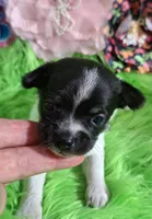 AKC Minnie, a female Chihuahua for sale in Emory, TX – Photo 1 of 9