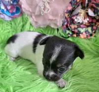 AKC Minnie, a female Chihuahua for sale in Emory, TX – Photo 9 of 9