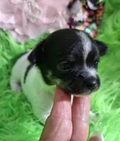 AKC Minnie, a female Chihuahua for sale in Emory, TX – Photo 5 of 9