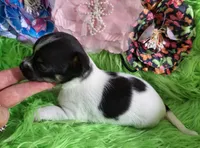 AKC Minnie, a female Chihuahua for sale in Emory, TX – Photo 4 of 9