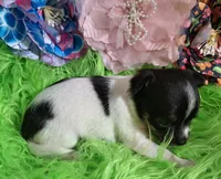 AKC Minnie, a female Chihuahua for sale in Emory, TX – Photo 2 of 9