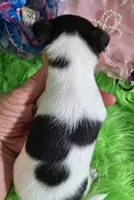 AKC Minnie, a female Chihuahua for sale in Emory, TX – Photo 8 of 9