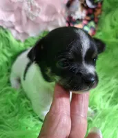 AKC Minnie, a female Chihuahua for sale in Emory, TX – Photo 6 of 9