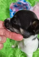 AKC Minnie, a female Chihuahua for sale in Emory, TX – Photo 3 of 9