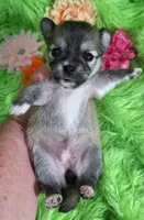 AKC Gwen, a female Chihuahua for sale in Emory, TX – Photo 5 of 10