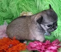 AKC Gwen, a female Chihuahua for sale in Emory, TX – Photo 4 of 10