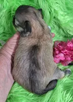 AKC Gwen, a female Chihuahua for sale in Emory, TX – Photo 8 of 10