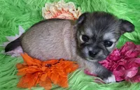 AKC Gwen, a female Chihuahua for sale in Emory, TX – Photo 9 of 10