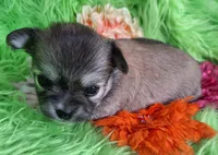 AKC Gwen, a female Chihuahua for sale in Emory, TX – Photo 3 of 10