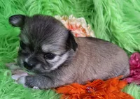 AKC Gwen, a female Chihuahua for sale in Emory, TX – Photo 7 of 10