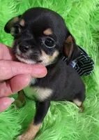 AKC Ella, a female Chihuahua for sale in Emory, TX – Photo 1 of 7