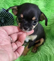 AKC Ella, a female Chihuahua for sale in Emory, TX – Photo 2 of 7