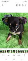 AKC Ella, a female Chihuahua for sale in Emory, TX – Photo 3 of 7
