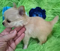 AKC Caden Long Coat, a male Chihuahua for sale in Emory, TX – Photo 7 of 10