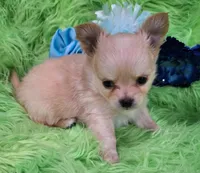 AKC Caden Long Coat, a male Chihuahua for sale in Emory, TX – Photo 5 of 10