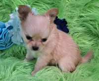 AKC Caden Long Coat, a male Chihuahua for sale in Emory, TX – Photo 10 of 10